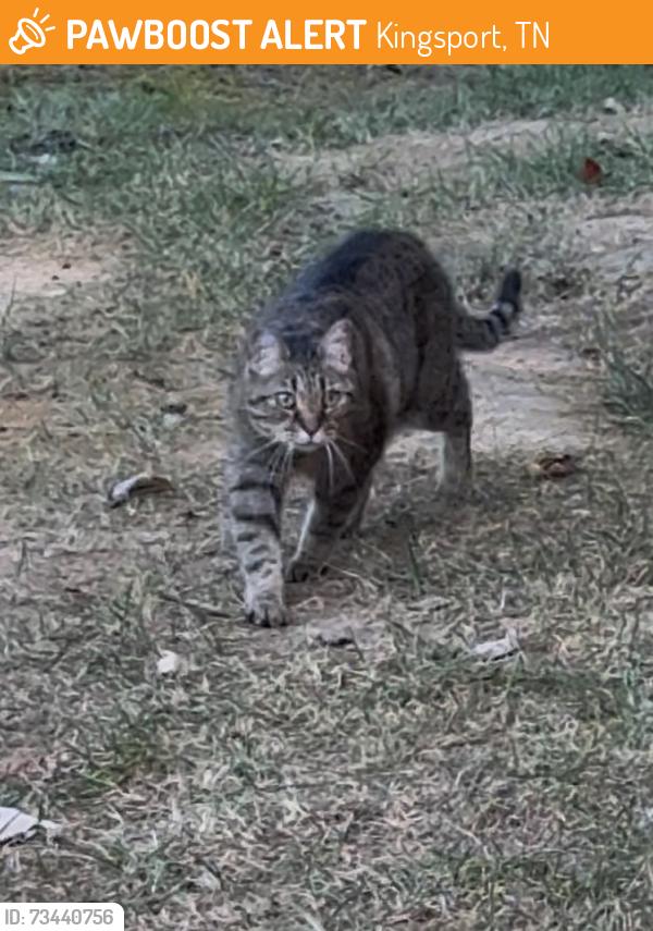 Found/Stray Unknown Cat last seen Longview street Kingsport TN, Kingsport, TN 37660