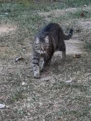 Found/Stray Unknown Cat last seen Longview street Kingsport TN, Kingsport, TN 37660