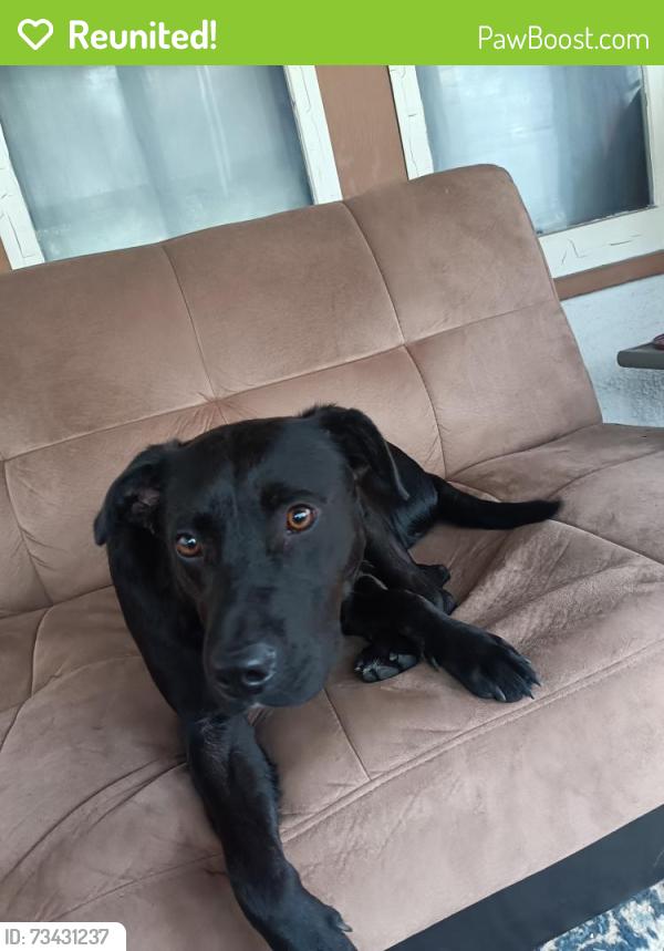 Reunited Female Dog last seen Edgerton and Brainerd, Saint Paul, MN 55130