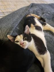 Lost Female Cat last seen Near Elphick Road and Archer Way, Sebastopol, CA 95472