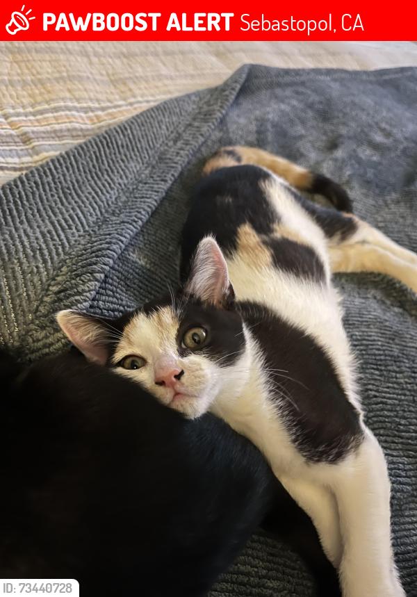 Lost Female Cat last seen Near Elphick Road and Archer Way, Sebastopol, CA 95472