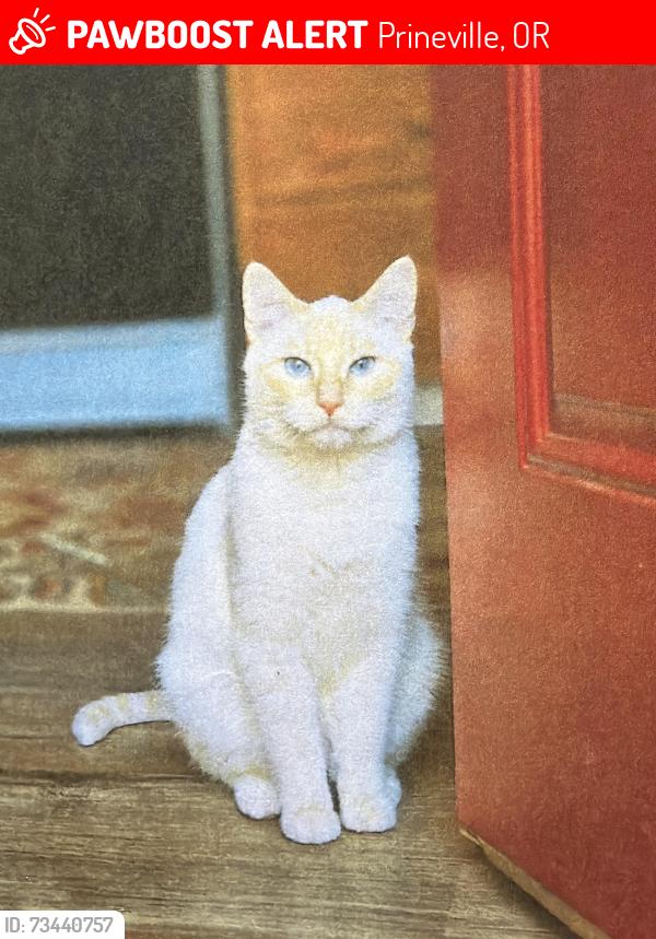 Lost Male Cat last seen Ochoco creek park, Prineville, OR 97754