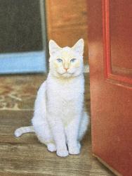 Lost Male Cat last seen Ochoco creek park, Prineville, OR 97754