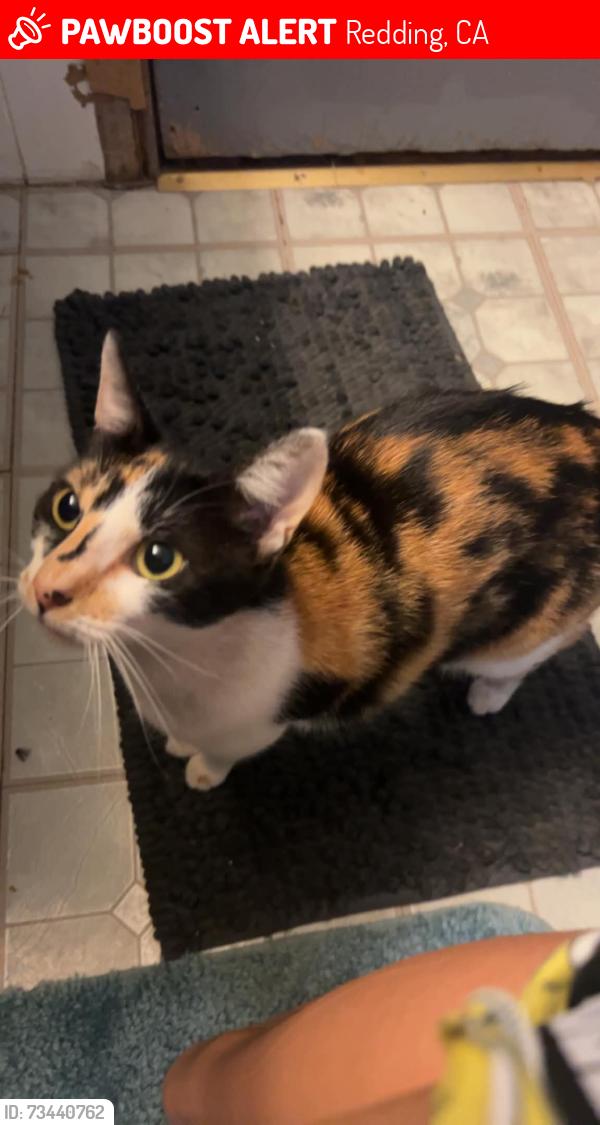 Lost Female Cat last seen Near Basin Way, Redding, CA, USA, Redding, CA 96003