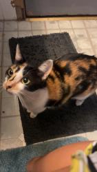 Lost Female Cat last seen Near Basin Way, Redding, CA, USA, Redding, CA 96003