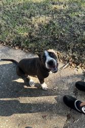Found/Stray Male Dog last seen Marlen ave Pasadena tx, Pasadena, TX 77502