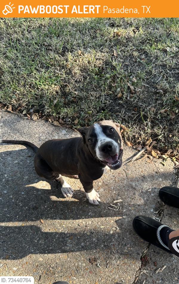 Found/Stray Male Dog last seen Marlen ave Pasadena tx, Pasadena, TX 77502