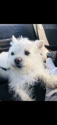 Lost Female Dog last seen Kfc, Commerce, CA 90022