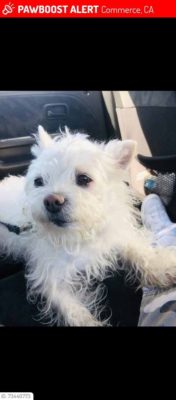 Lost Female Dog last seen Kfc, Commerce, CA 90022
