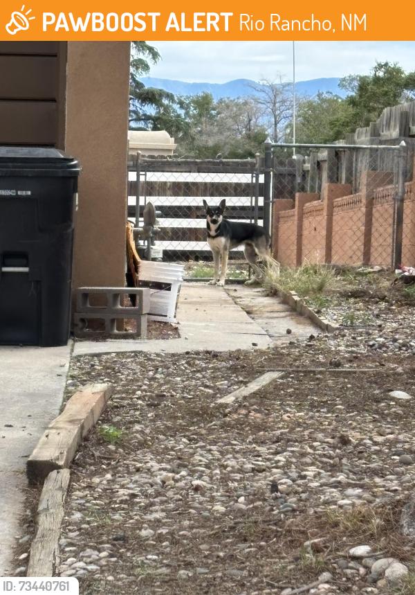 Found/Stray Unknown Dog last seen San Juan de Rio and Sábana Grande, Rio Rancho, NM 87124