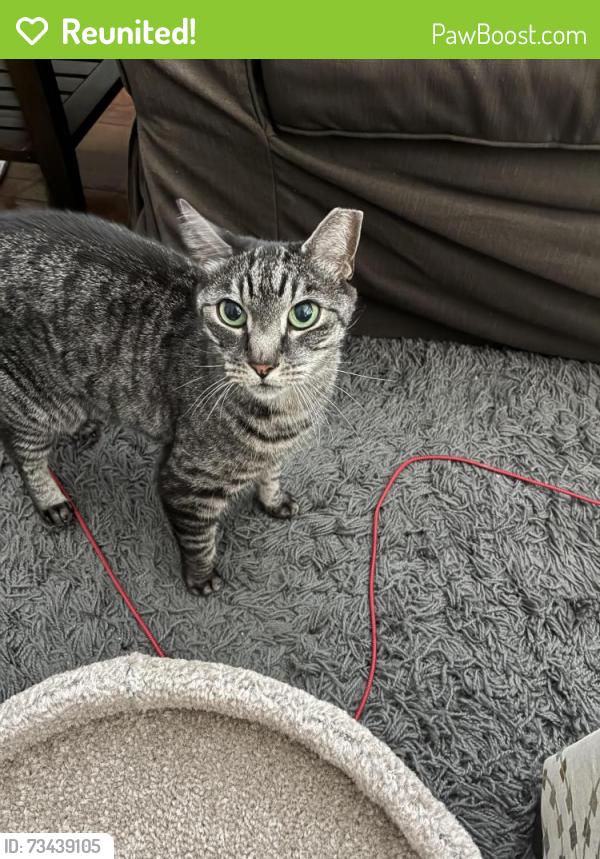 Reunited Female Cat last seen 20th and Kalorama Rd NW, Washington, DC 20009