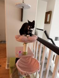 Lost Female Cat last seen Near Yule Tree Ln, Sebastopol, CA 95472