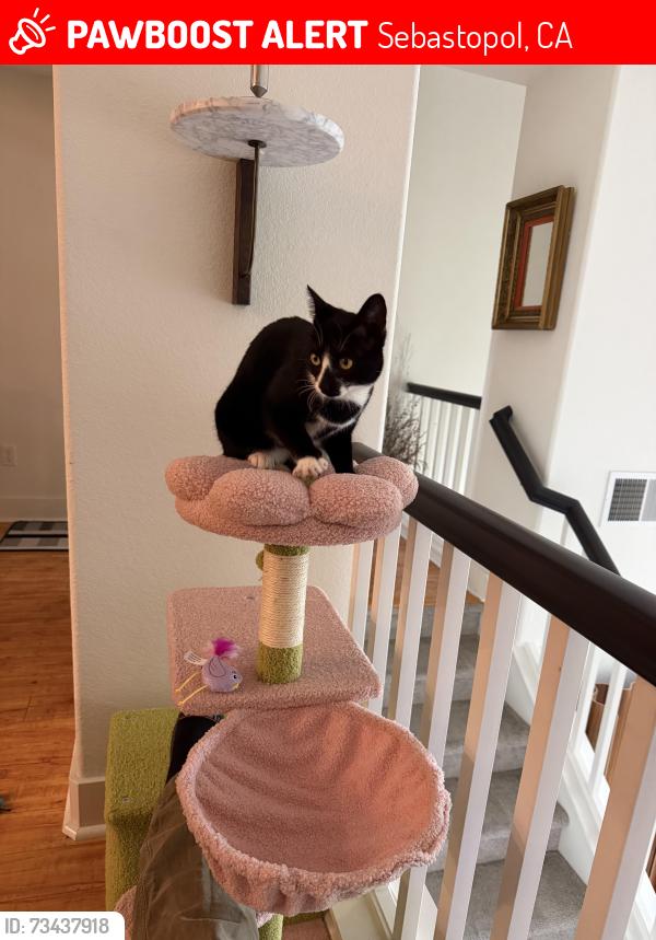 Lost Female Cat last seen Near Yule Tree Ln, Sebastopol, CA 95472