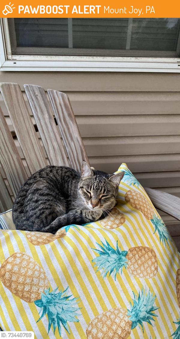 Found/Stray Female Cat last seen Carmany Road, Mount Joy, PA 17552