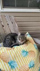 Found/Stray Female Cat last seen Carmany Road, Mount Joy, PA 17552