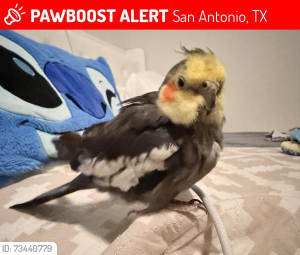 Lost Unknown Bird last seen Cinch Drive,, San Antonio, TX 78227