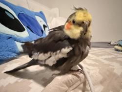 Lost Unknown Bird last seen Cinch Drive,, San Antonio, TX 78227
