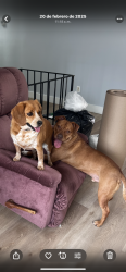 Reunited Female Dog last seen Wilburn dr, Capitol Heights, MD 20743