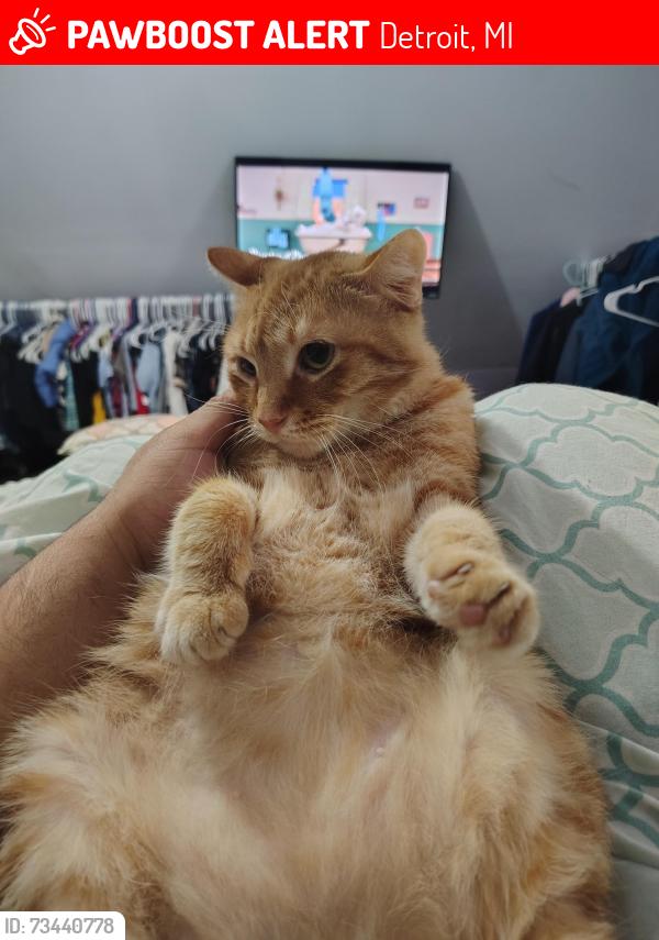 Lost Male Cat last seen Gilbert st and martin st, Detroit, MI 48210
