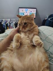 Lost Male Cat last seen Gilbert st and martin st, Detroit, MI 48210