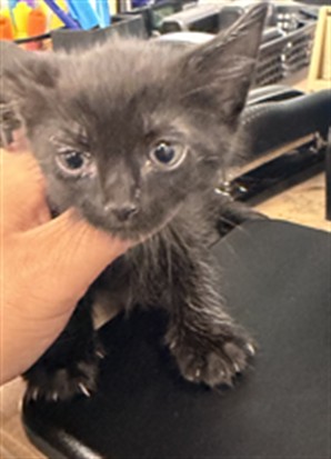Shelter Stray Female Cat last seen , 14409 Vanowen St, Van Nuys, CA 91405, USA