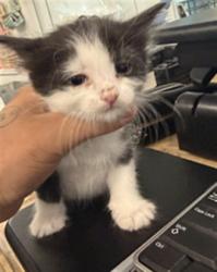 Shelter Stray Female Cat last seen , 14409 Vanowen St, Van Nuys, CA 91405, USA