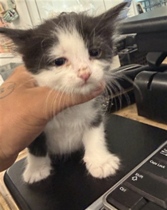 Shelter Stray Female Cat last seen , 14409 Vanowen St, Van Nuys, CA 91405, USA