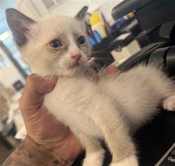 Shelter Stray Female Cat last seen , 14409 Vanowen St, Van Nuys, CA 91405, USA