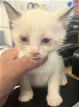 Shelter Stray Female Cat last seen , 14409 Vanowen St, Van Nuys, CA 91405, USA