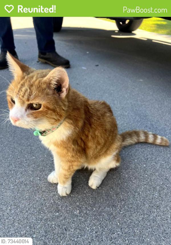 Reunited Female Cat last seen Grace point church, Cleveland, TN 37312