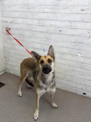 Shelter Stray Female Dog last seen JUNIPER AND FILBERT, 333 Chandler Pl, San Bernardino, CA 92408, USA