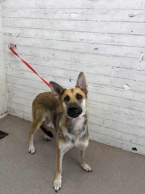 Shelter Stray Female Dog last seen JUNIPER AND FILBERT, 333 Chandler Pl, San Bernardino, CA 92408, USA