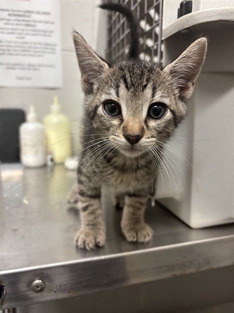 Shelter Stray Male Cat last seen Near BLOCK OF LA CERROS LN/LA CUESTA DR,63042, 10521 Baur Blvd, Olivette, MO 63132, USA