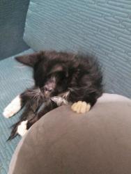 Lost Female Cat last seen Tatum, Victorville, CA 92395