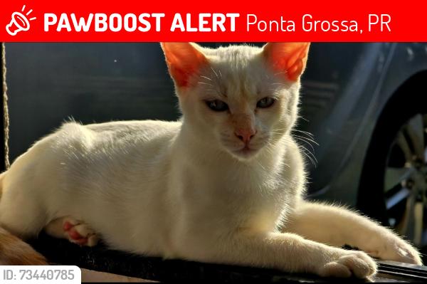 Lost Male Cat last seen Fugiu depois de um acidente na BR 376 Ponta Grossa, Ponta Grossa, PR 