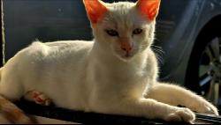 Lost Male Cat last seen Fugiu depois de um acidente na BR 376 Ponta Grossa, Ponta Grossa, PR 