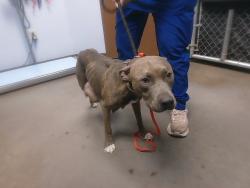 Shelter Stray Female Dog last seen 47TH AVE AND KRISTAL WAY, 2500 S 27th Ave, Phoenix, AZ 85009, USA