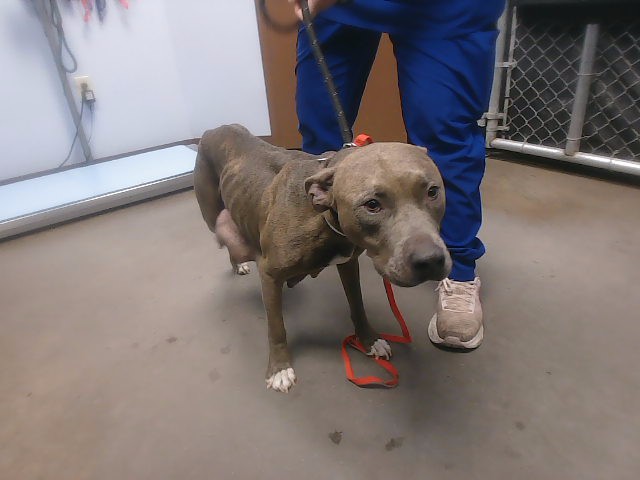 Shelter Stray Female Dog last seen 47TH AVE AND KRISTAL WAY, 2500 S 27th Ave, Phoenix, AZ 85009, USA
