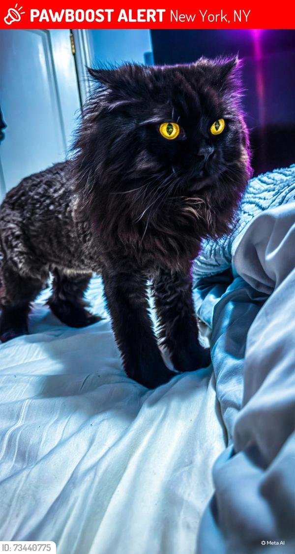 Lost Male Cat last seen Prince st, New York, NY 10012
