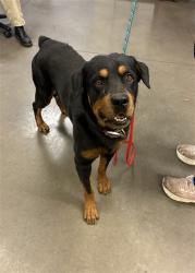 Shelter Stray Male Dog last seen FLOWER ST AND SANTA FE TRL, 2500 S 27th Ave, Phoenix, AZ 85009, USA