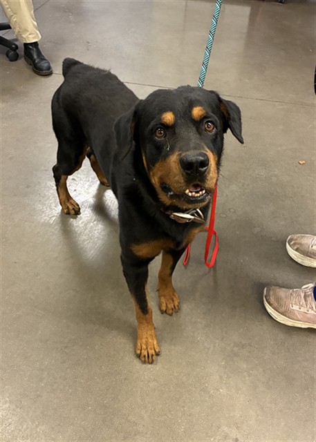 Shelter Stray Male Dog last seen FLOWER ST AND SANTA FE TRL, 2500 S 27th Ave, Phoenix, AZ 85009, USA