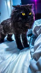Lost Male Cat last seen Prince st, New York, NY 10012