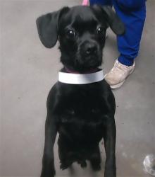 Shelter Stray Male Dog last seen 16TH ST AND UNION HILLS RD, 2500 S 27th Ave, Phoenix, AZ 85009, USA