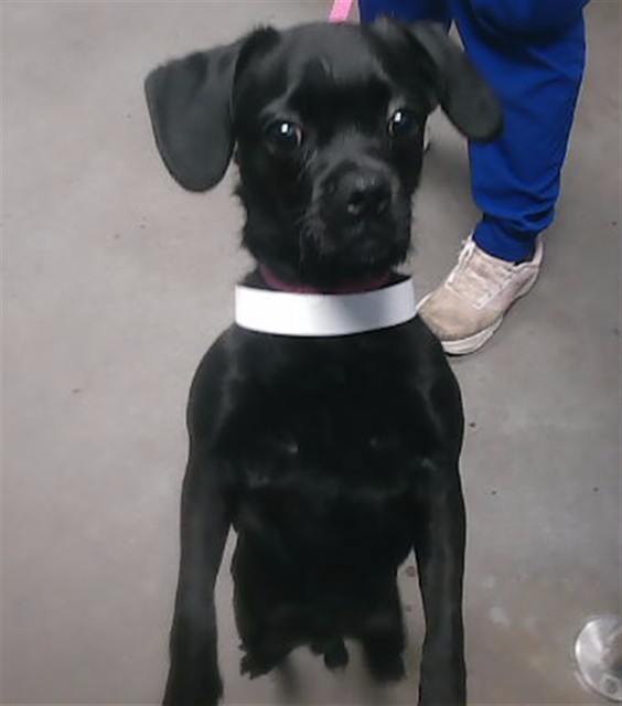 Shelter Stray Male Dog last seen 16TH ST AND UNION HILLS RD, 2500 S 27th Ave, Phoenix, AZ 85009, USA