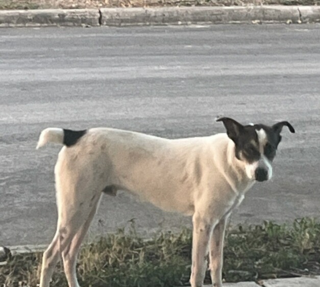 Shelter Stray Male Dog last seen Near BLOCK HAZEL VALLEY, 4710 TX-151, San Antonio, TX 78227, USA
