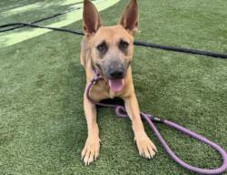 Shelter Stray Male Dog last seen , 1850 W 60th St, Los Angeles, CA 90047, USA