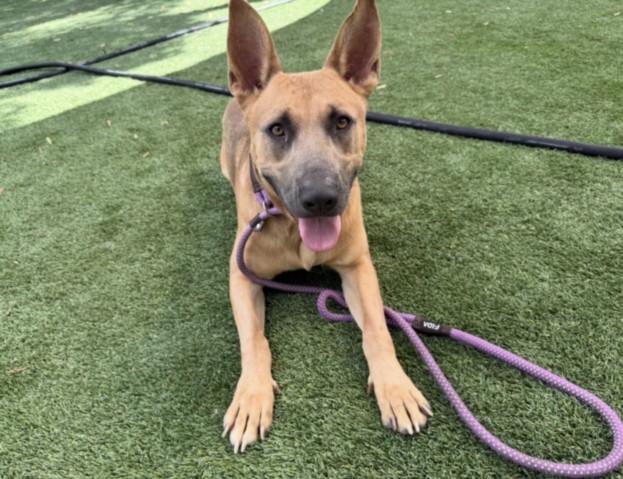 Shelter Stray Male Dog last seen , 1850 W 60th St, Los Angeles, CA 90047, USA