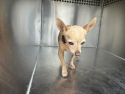 Shelter Stray Female Dog last seen W GUADALUPE RD AND N COOPER RD, 1920 S Lewis, Mesa, AZ 85210, USA