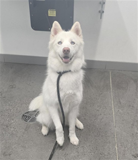 Shelter Stray Female Dog last seen BASELINE RD AND PRIEST DR, 1920 S Lewis, Mesa, AZ 85210, USA