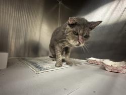 Shelter Stray Male Cat last seen Near BLOCK W 25TH ST, 3599 NW 79th Ave, Doral, FL 33122, USA